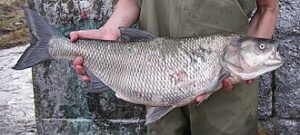 Boleń (Leuciscus aspius)