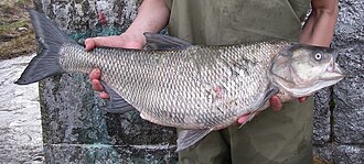Boleń (Leuciscus aspius)