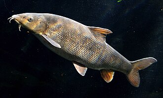 Brzana (Barbus barbus)
