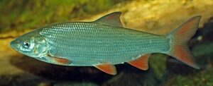 Świnka (Chondrostoma nasus)