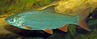 Świnka (Chondrostoma nasus)