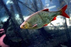 Wzdręga (Scardinius erythrophthalmus)