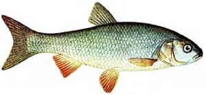 Jaź (Leuciscus idus)