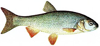 Jaź (Leuciscus idus)