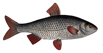 Płoć (Rutilus rutilus)