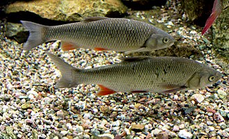 Kleń (Squalius cephalus)