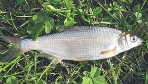 Certa (Vimba vimba)